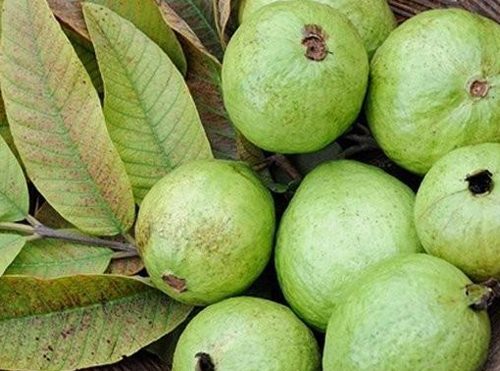 Benefits of Guava Leaves for Health